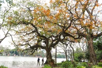 Les teintes dorées des feuilles du Barringtonia acutangula au bord du lac Hoan Kiem. Photo : VNA
