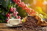 Du volume à la valeur : la nouvelle stratégie de la filière caféière vietnamienne