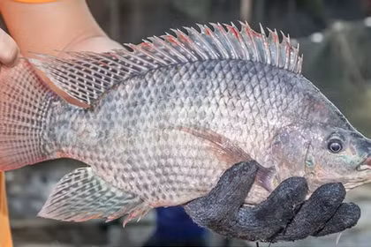Au premier trimestre 2026, le chiffre d'affaires des exportations vietnamiennes de tilapia s'est élevé à 35 millions de dollars, marquant une augmentation de près de 190 % en glissement annuel. Photo : VASEP