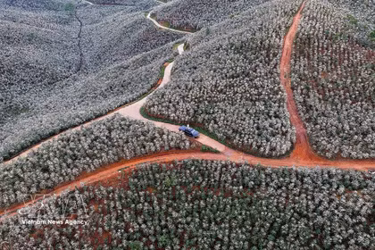 Les grappes de fleurs s'épanouissent sur les versants, illuminant l'espace montagnard et créant un paysage idyllique. Photo : VNA.