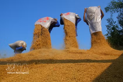 Riz prêt à la vente. Photo : VNA