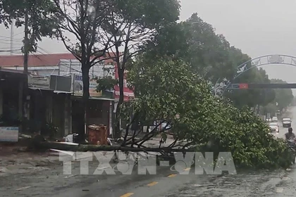 En raison du typhon, de nombreux arbres ont été cassés dans le quartier de Buon Ma Thuot, province de Dak Lak. Photo : VNA