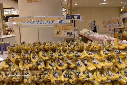 Les bananes vietnamiennes sont vendues environ 200 yens le paquet de quatre (environ 34 000 VND) au supermarché Aeon. (Photo : VNA)