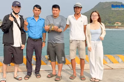 La tortue marine a été secourue par des pêcheurs locaux. Source : baoquangngai.vn
