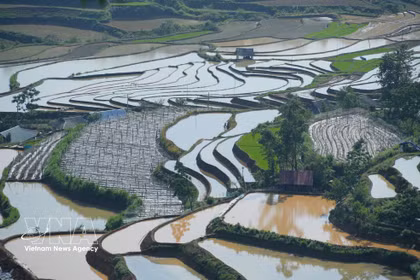 Le vert tendre des jeunes plants de riz mêlé aux reflets de l'eau dessine une scène bucolique d'une grande sérénité. Photo : VNA