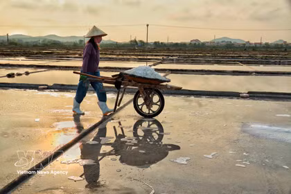 À la fin de la journée, les dernières charges de sel quittent lentement les champs salants. Photo : VNA
