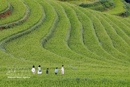 La beauté des rizières en terrasses de Mu Cang Chai, l'une des principales destinations touristiques du Nord-Ouest. Photo : VNA
