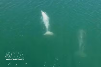 Trois dauphins ont été aperçus nageant dans les eaux de la commune insulaire de Cai Chien. Photo: VNA