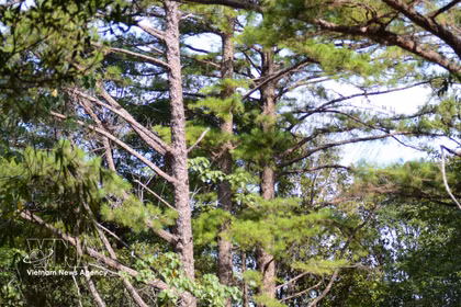 Le parc national de Bach Ma abrite de nombreux pins centenaires. Photo : VNA
