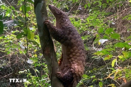 Les autorités de la province de Quang Ngai (Centre) ont procédé à la remise en liberté d'un pangolin rare dans son environnement naturel. Photo : VNA