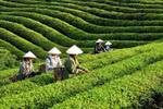 Sur les dix premiers mois de 2025, le pays a en effet expédié plus de 109 000 tonnes de thé, générant un chiffre d'affaires de 188,2 millions de dollars. Photo : VN+