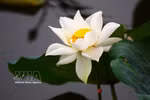 Des lotus anciens de Hué sont sélectionnés pour parfumer le thé. Photo : VNA