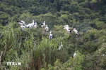 Jardin aux oiseaux de Thung Nham, à Ninh Binh. Photo: VNA