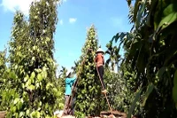 Récole de poivre. Photo: VNA