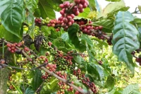 Le café est l'un des produits d'exportations du Vietnam vers l’Algérie. Photo: VNA