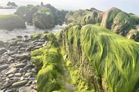 Saison de la mousse verte sur la plage de Co Thach, province de Lam Dong 