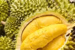 Les exportations de durian ont été multipliées par plus de dix entre mai et juillet 2025 par rapport aux quatre premiers mois de l’année, atteignant 207.000 tonnes. Photo; Vietnam+ 