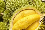Les exportations de durian ont été multipliées par plus de dix entre mai et juillet 2025 par rapport aux quatre premiers mois de l’année, atteignant 207.000 tonnes. Photo; Vietnam+ 