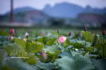 Le lotus, fleur emblématique de l’âme vietnamienne