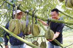Modèle de culture de durians utilisant la haute technologie de la ferme Sakura, dans la commune de Dong Khanh Son, province de Khanh Hoa. Photo : VNA