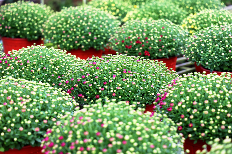 Des chrysanthèmes morifoliums prêtes à fleurir juste au Nouvel An lunaire. Photo: VNA