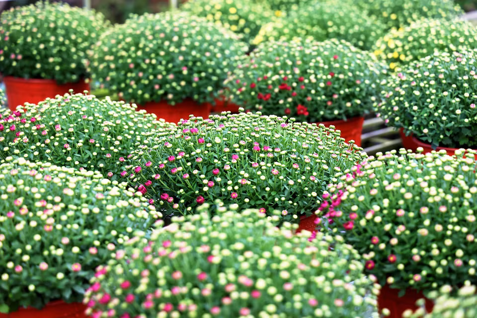 Des chrysanthèmes morifoliums prêtes à fleurir juste au Nouvel An lunaire. Photo: VNA