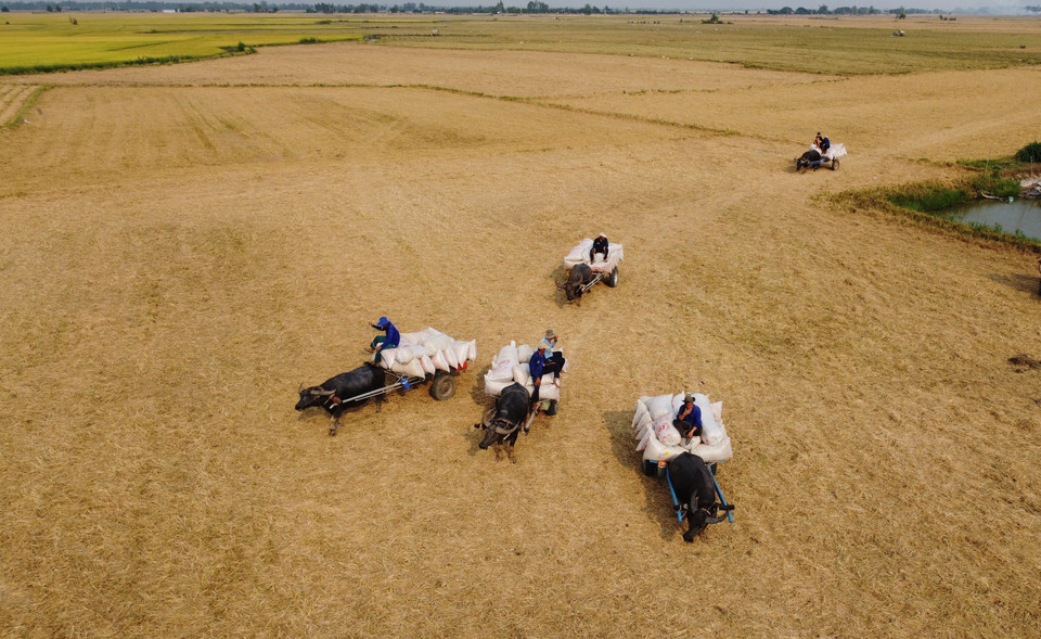 Les charrettes à buffles transportent le riz vers les lieux de stockage.