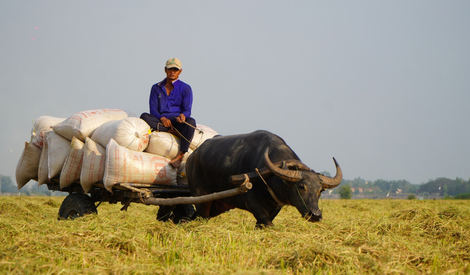 Selon la distance parcourue, le coût du transport varie entre 7 000 et 10 000 dongs par sac, de la rizière au point de collecte. Chaque charrette à buffles peut transporter en moyenne 15 sacs de riz par trajet.
