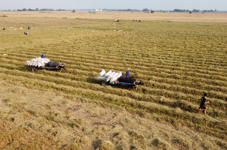 Scène typique de la saison de la récolte, où les agriculteurs transportent le riz des champs vers les lieux de stockage.