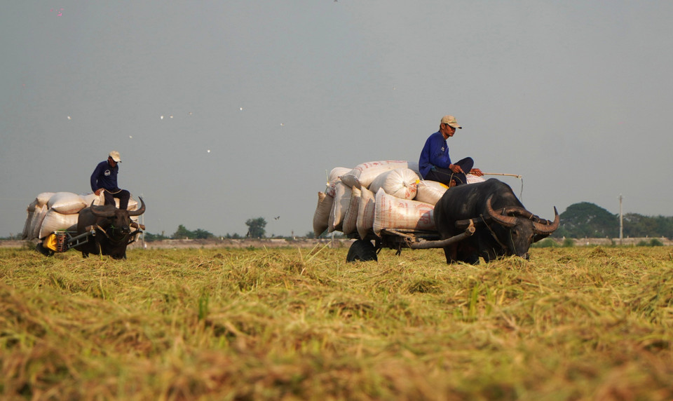 Chaque charrette à buffles peut transporter en moyenne 15 sacs de riz par trajet.
