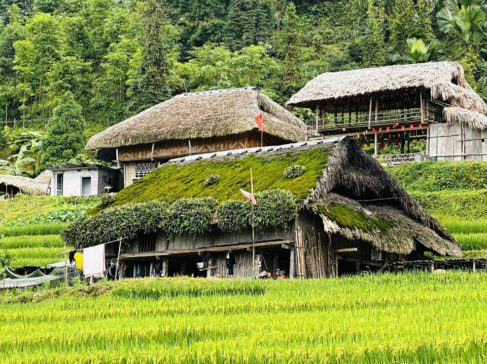 Maisons aux toits verts couverts de mousse dans les montagnes de la commune de Thanh Thuy (Tuyên Quang).