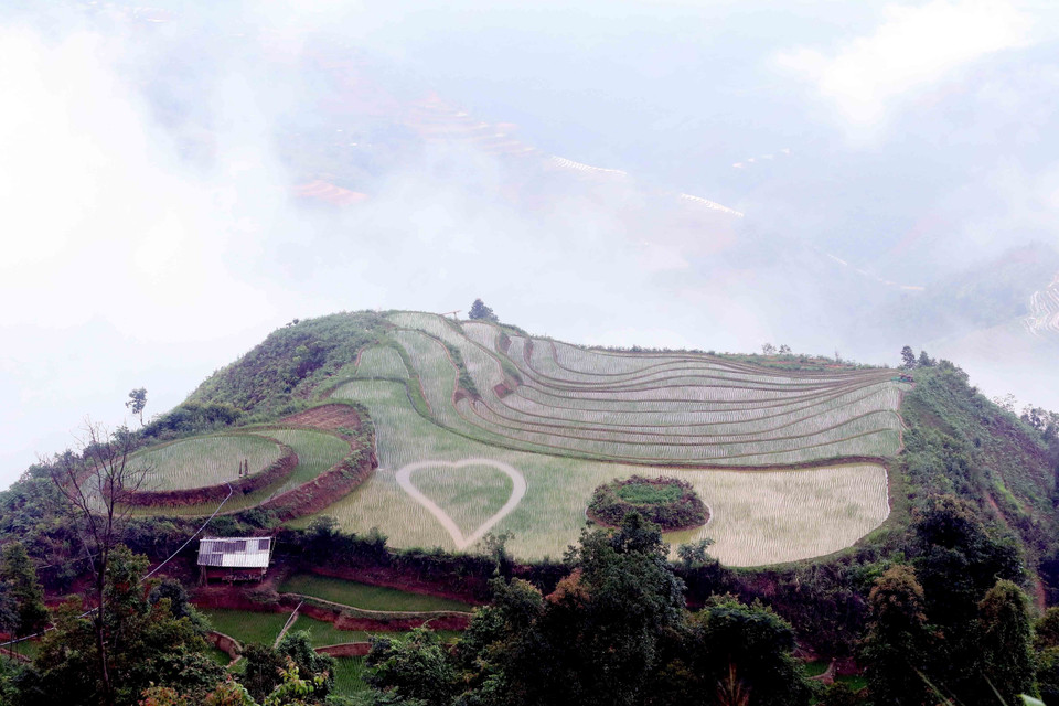 Certains paysans ont créé des agroglyphes (figure géométrique ou motif créé dans un champ cultivé) dans leur parcelle pour attirer les touristes . Photo : VNA