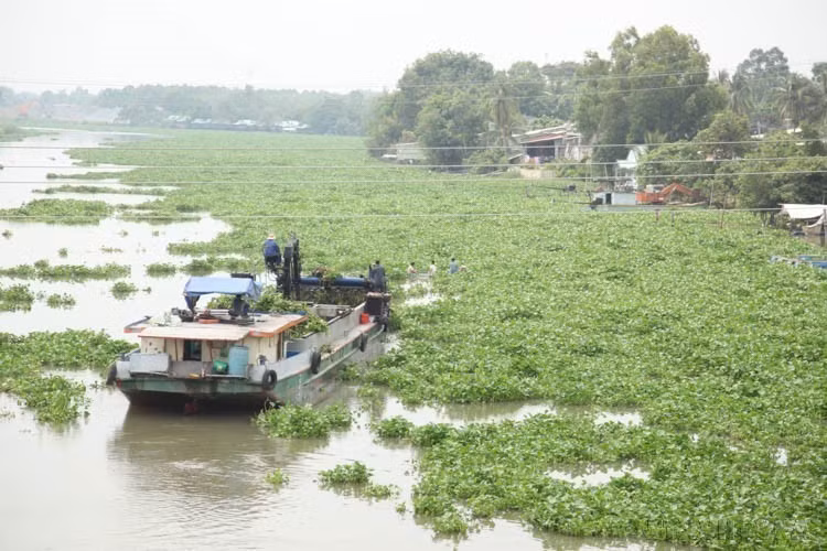 Retrait des envahissantes jacinthes d'eau sur la rivière Vàm Co Dông, dans la commune de Thành Long, district de Châu Thành, province de Tây Ninh. Photo : Thanh Tân. - VNA