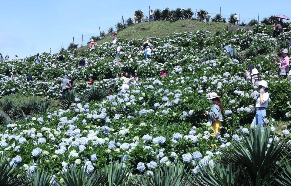Les hortensias fleurissent en masse au sommet du mont Mâu Son (Lang Son). Photo : Anh Tuan - VNA
