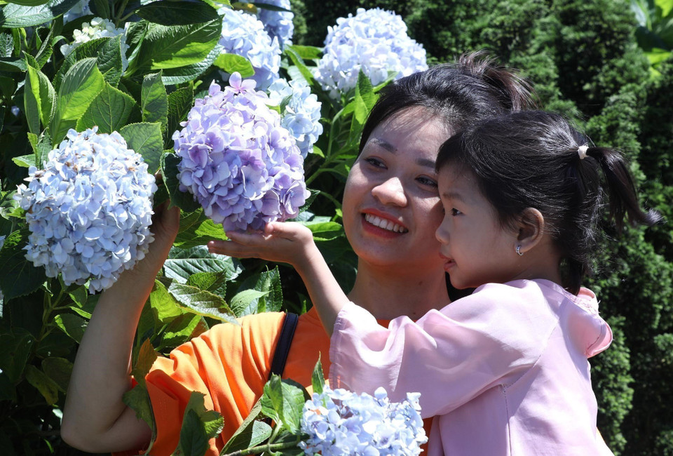 Les touristes viennent admirer les fleurs en famille. Photo : Anh Tuan - VNA