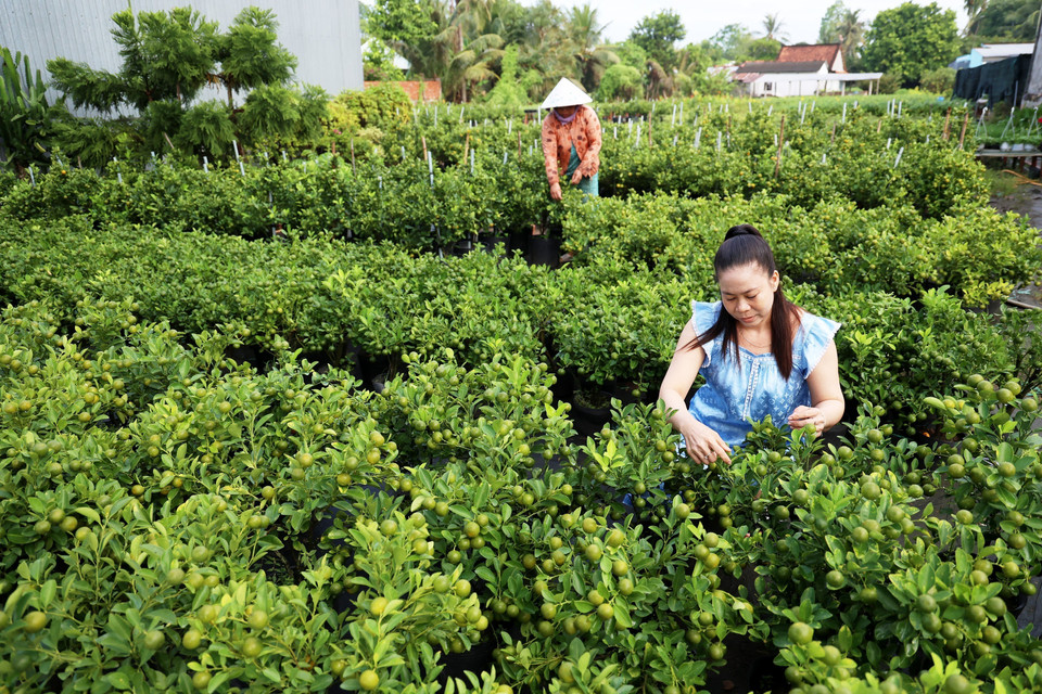 Le Thi Ngoc Phuong, propriétaire d'un jardin de fleurs ornementales dans le village floral de Sa Dec, s'occupe des pots de kumquats. Photo: VNA