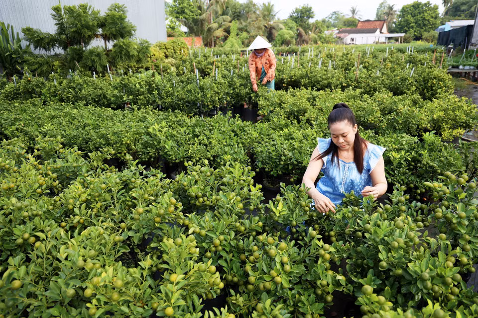 Le Thi Ngoc Phuong, propriétaire d'un jardin de fleurs ornementales dans le village floral de Sa Dec, s'occupe des pots de kumquats. Photo: VNA