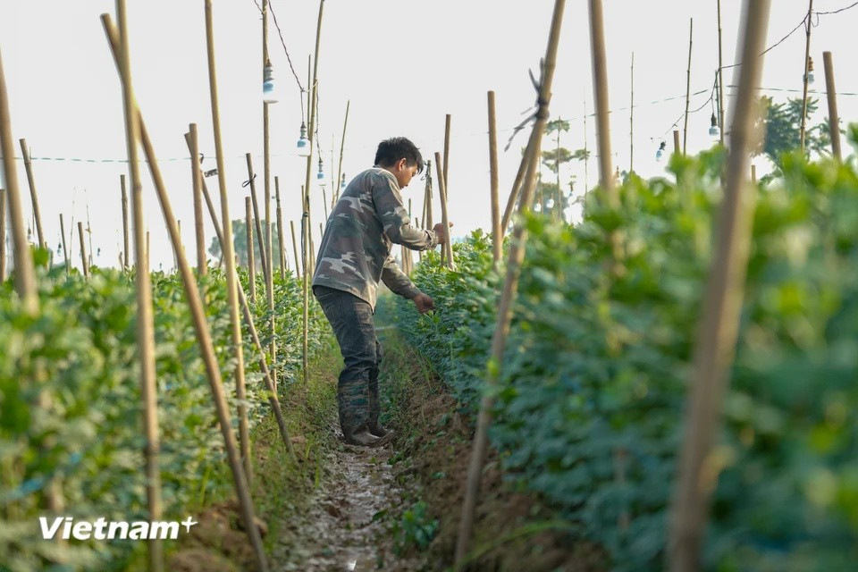 Les habitants de Mê Linh cultivent avec soin une grande variété de plantes, allant des fleurs les plus délicates aux arbres fruitiers emblématiques du Têt tels que le kumquat, le pêcher et le pamplemoussier.