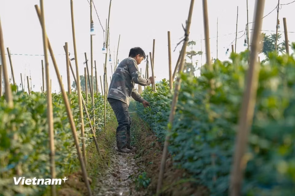 Les habitants de Mê Linh cultivent avec soin une grande variété de plantes, allant des fleurs les plus délicates aux arbres fruitiers emblématiques du Têt tels que le kumquat, le pêcher et le pamplemoussier.