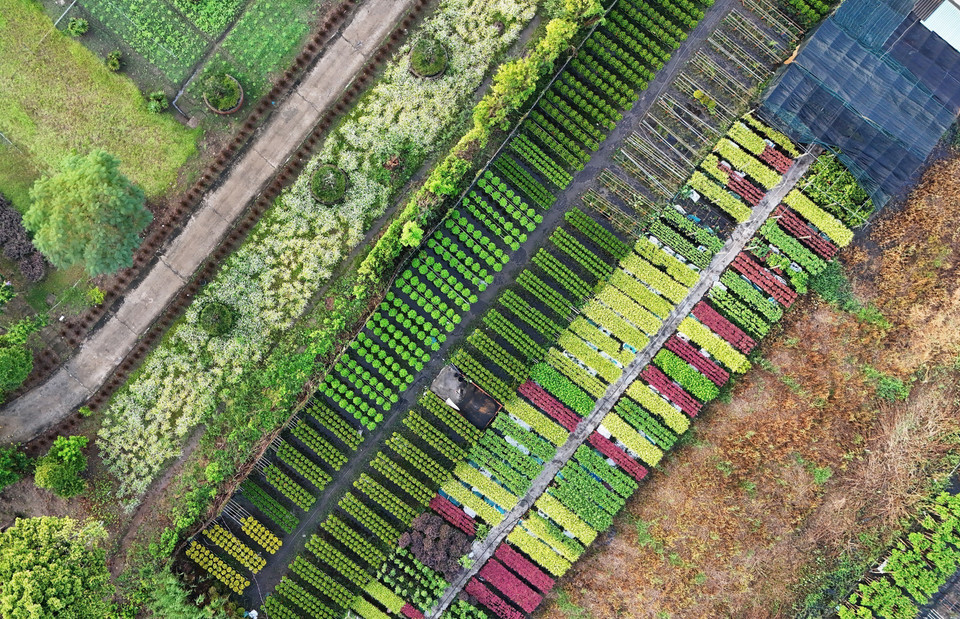 Les parcelles du village fleuri de Sa Dec, vues du ciel, forment une véritable mosaïque végétale, un patchwork de couleurs chatoyantes. Photo: VNA