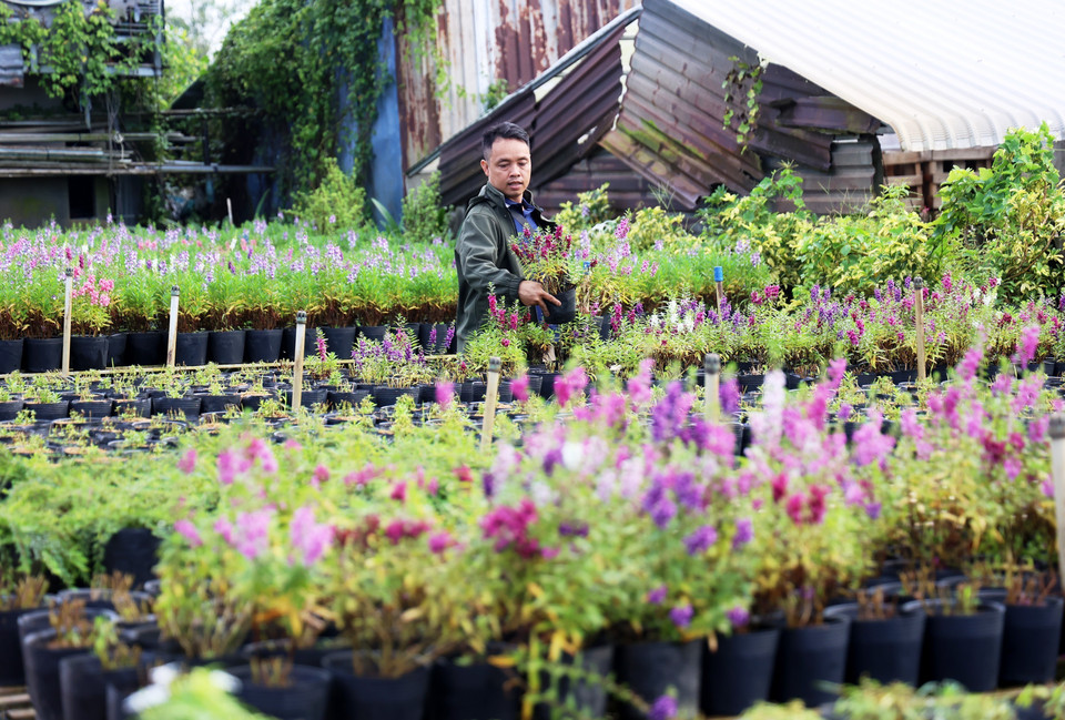 Un client de Can Tho sélectionne avec soin des pots de fleurs ornementales, qui seront bientôt vendues aux habitants de la région, avides de décorer leurs foyers pour célébrer le Nouvel An lunaire du Serpent. Photo: VNA