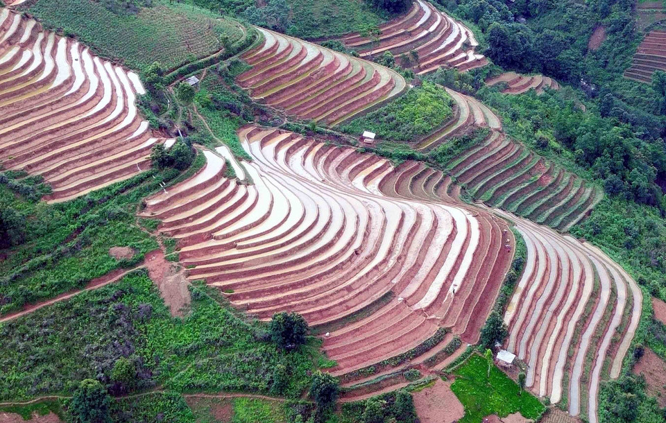 Rizières attendant d'être semées. Photo : VNA