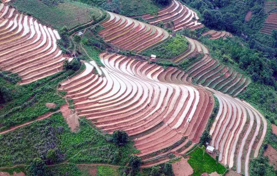 Rizières attendant d'être semées. Photo : VNA