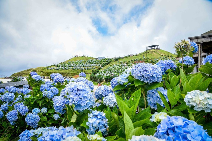 Les majestueuses fleurs d'hortensias. Photo : Anh Tuan – VNA