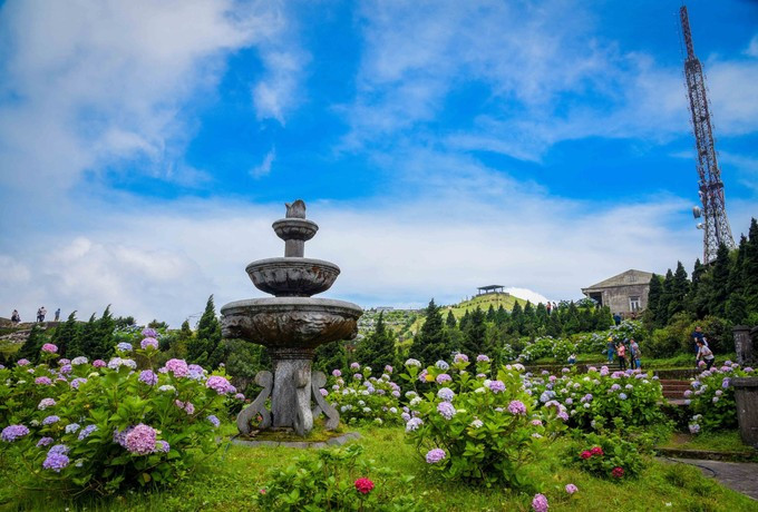 Hortensias colorées au sommet du mont Mâu Son. Photo : Anh Tuan – VNA