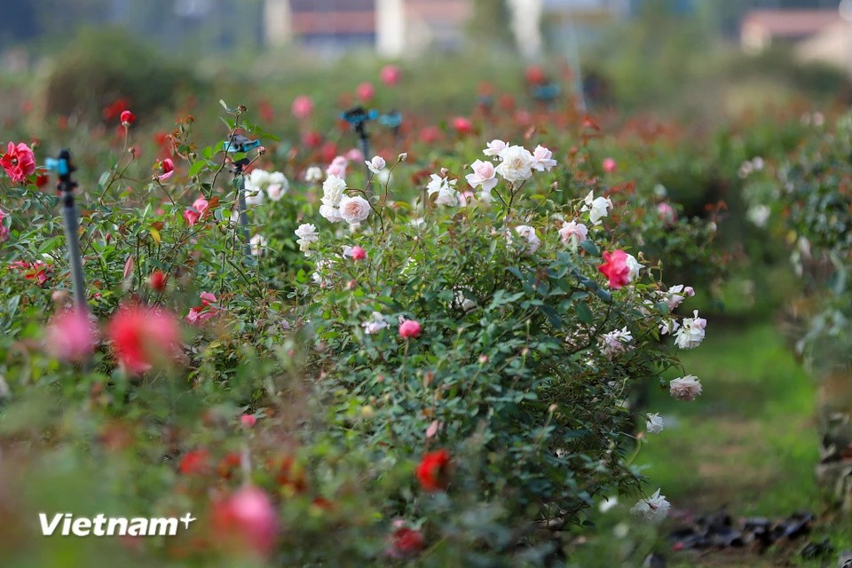Les rosiers sont en fleurs.