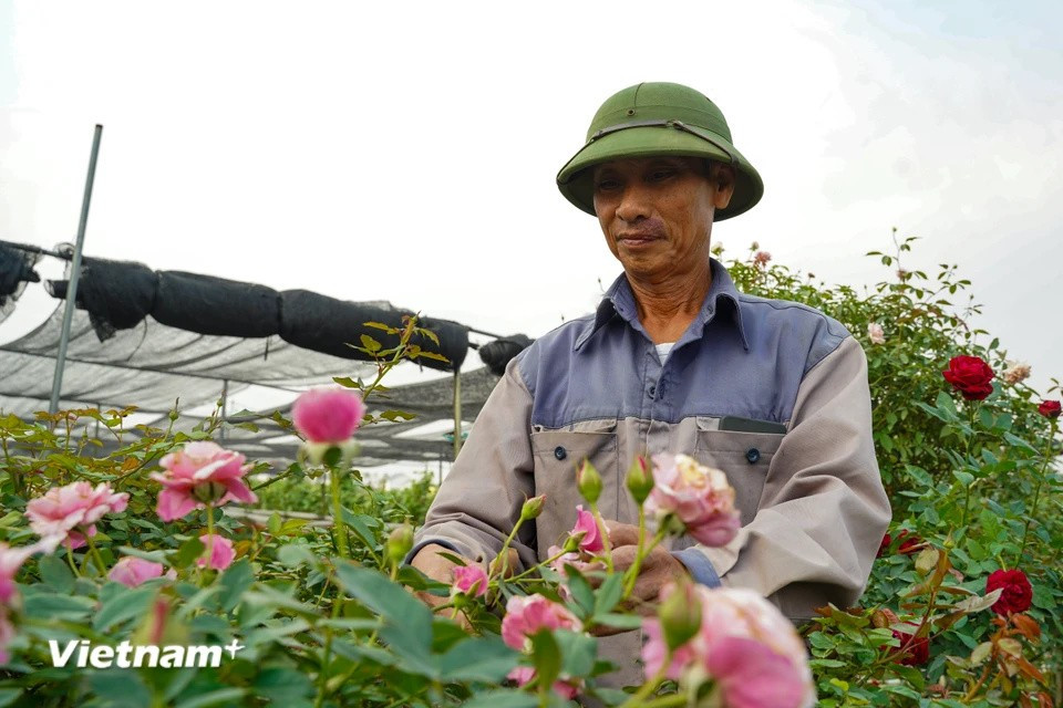 Les familles de floriculteurs de Mê Linh n'ont cessé d'innover ces dernières années, en introduisant de nouvelles variétés de roses pour satisfaire les goûts de plus en plus exigeants des clients.