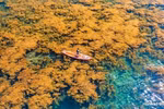 Saison des algues au village de pêcheurs de Nhon Hai, dans la province de Binh Dinh