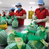 Conditionnement de pamplemousses à chair rose destinés à l’exportation dans l’usine de la société Vina T&T Group, dans la province de Vinh Long (ancienne province de Ben Tre). Photo : VNA