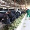 Un ouvrier nourrit des vaches avec un produit issu du maïs broyé, ensilé avec du gros sel et de la mélasse. Photo : VNA